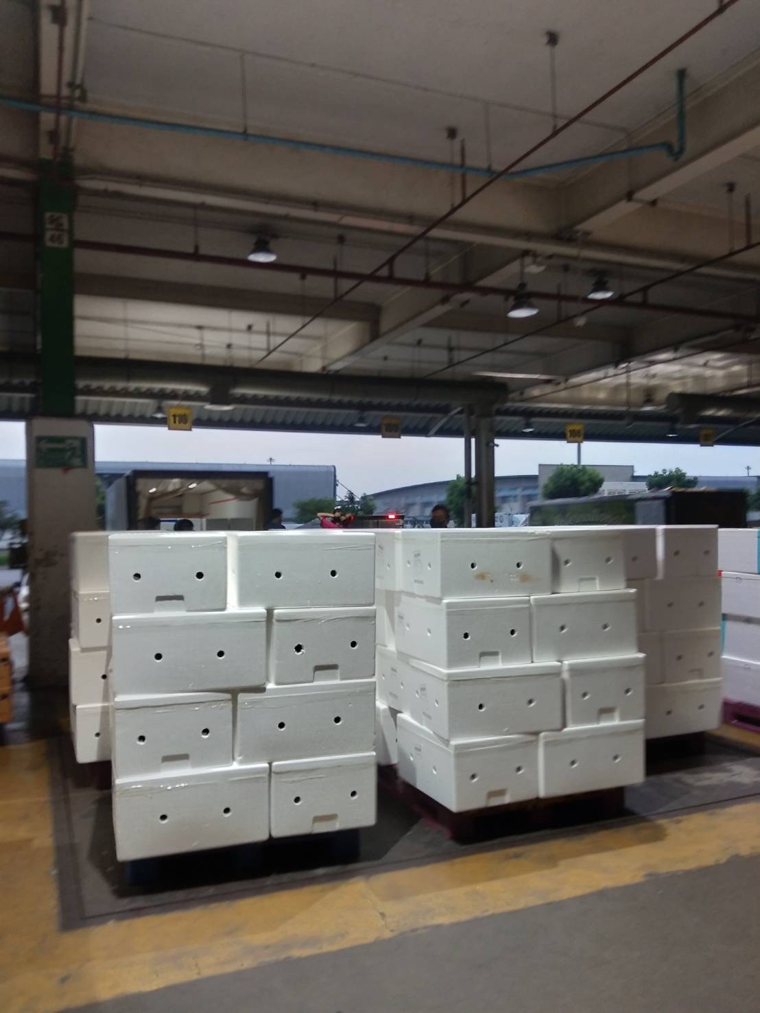 Export Durian to Auckland, New Zealand